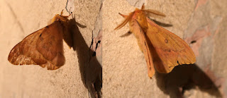 A stunning moth on the wall of the porch