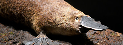 Platypus at the Fernbank Museum of Natural History