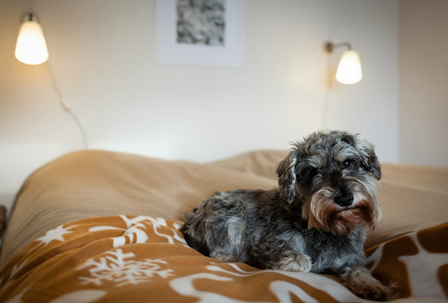 Friendly dog in Hostel Yömyssy Apartments in Kerimäki, Finland. 