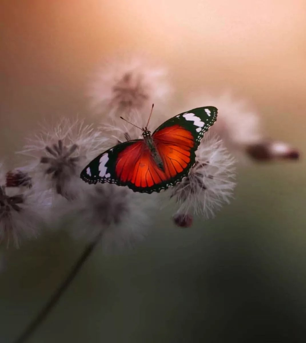 WhatsApp Dp ​Flowers With Butterfly HD Wallpapers DOWNLOAD