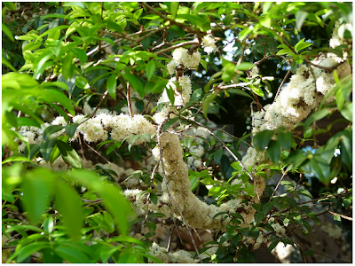 Menakjubkan ! Anggur Brazil Berbuah Dibatang Pokok 