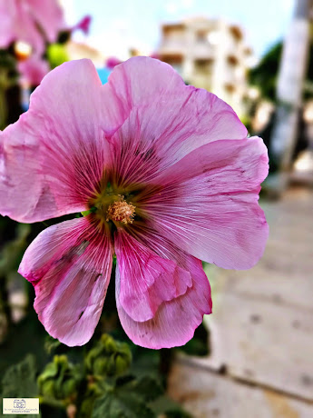 Ροζ Αλθαία (Pink Alcea) by mariaparask29_photography