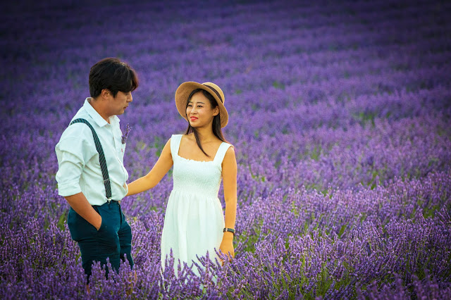 Valensole-Campi di lavanda al tramonto