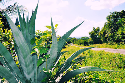 Alrededores de Tlapacoyan, Veracruz