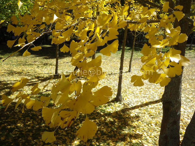 Wuling Farm maple autumn foliage