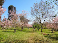 Bosque das Cerejeiras no Parque do Carmo