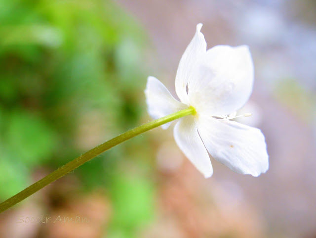 Anemone flaccida