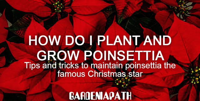 How do I plant and grow poinsettia