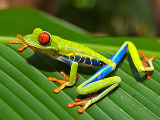 Red-eyed Tree Frog, Playa Jaco, Costa Rica—Carey James Balboa