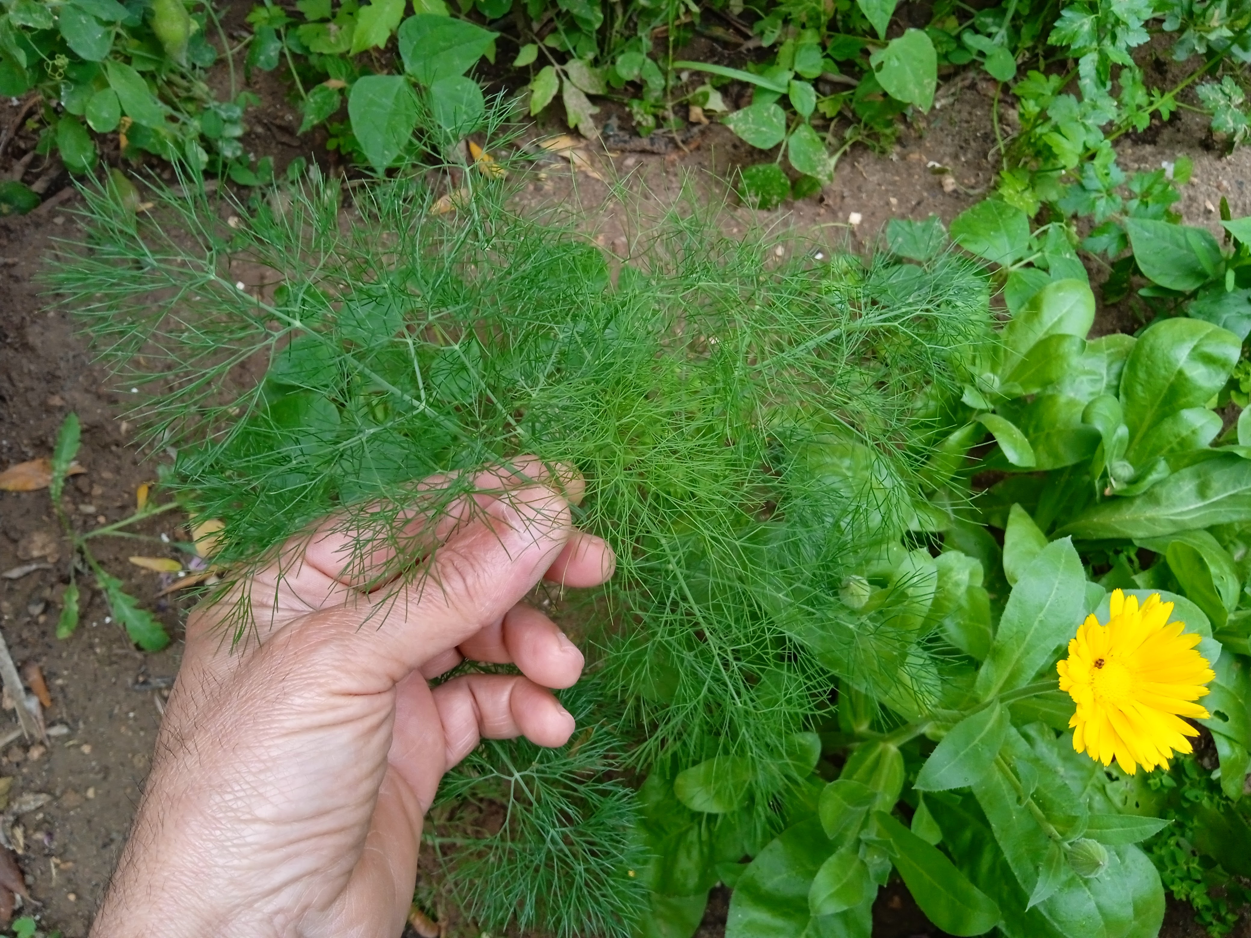 You can begin harvesting the tasty aromatic leaves once plants reach 15cm (6″) tall. Regularly. . To harvest the leaves, simply pinch the stems off with your fingers the desired amount of leaves you need for cooking.