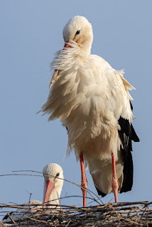 Wildlifefotografie Weißstorch Weserbergland Olaf Kerber