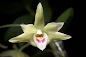 Dendrobium catenatum care and culture