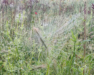 A more traditional spider web