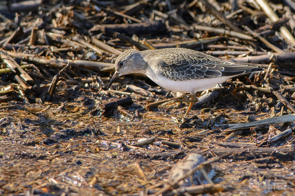 Värbrüdi, Calidris temminckii, Temminck's Stint, Erolia, rüdi, risla, värbrisla