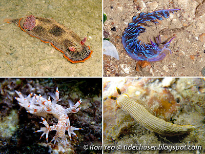 Nudibranchs (Clade Nudibranchia)