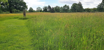 Wildflower meadow at Poulton Hall gardens