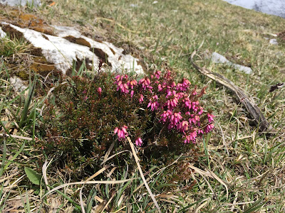 Erica carnea.