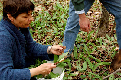 Foraging For Ramps In Southern Ontario