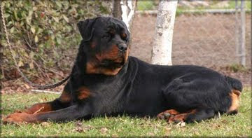 Rottweiler dog pictures