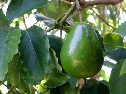  buah yang memiliki manfaat dan khasiat dalam mengobati penyakit dan mempercantik diri and 35 Manfaat Alpukat Untuk Kesehatan & Kecantikan Anda