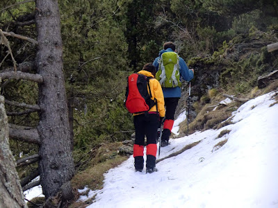 Bosque de Costa de Graó en el Puigmal llegando al Pla de les Barraques.