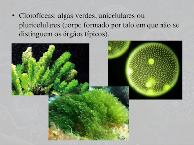 Protoctista 2: Algas