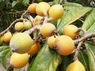 american mayapple fruit images