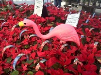 Christmas in Florida