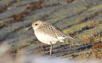 Zilverplevier - Slykwilster - Pluvialis squatarola