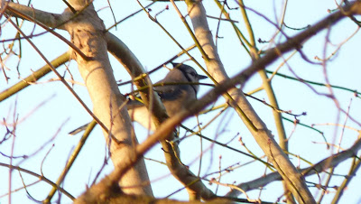 blue jay