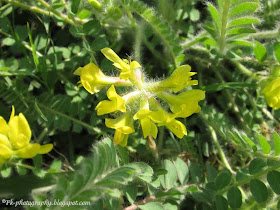 Astragalus-milkvetche