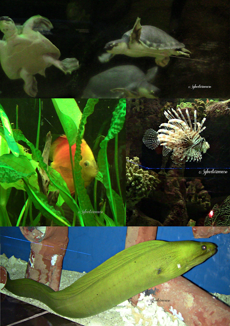 The Memphis Zoo Review - Aquarium Photos by Cynthia Sylvestermouse