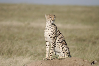 Cheetah facts and information