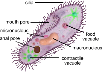cilia: Are short, hairlike parts on the surface of the cell.
