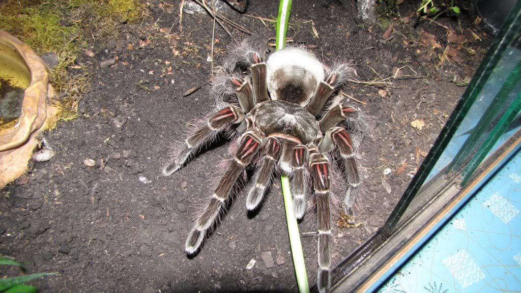 Biggest Spider In The World. World#39;s Biggest Spider ever