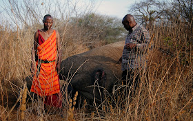 Bull elephant killed by poachers in Tanzania, 2013