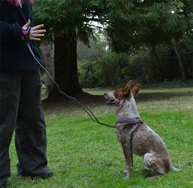 Hurtta adjustable glove leash