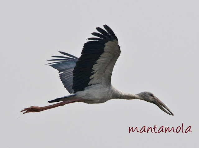 Asian Openbill Stork (Anastomus oscitans)