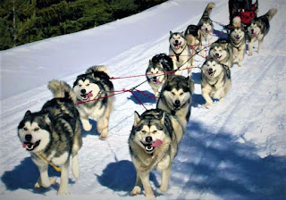 Alaskan Malamute History  The Alaskan Malamute is a very strong, intelligent, and the ancient aboriginal dog that is accustomed to surviving in the harsh conditions of Alaska, with extremely low temperatures and minimal amounts of food. The history of the breed is inextricably linked with the ancient peoples inhabiting Siberia. A few thousand years ago, these dogs made the transition together with the tribes that migrated from Siberia to Alaska and then settled in a new place.  To date, we know the name of only one of the tribes - the Mahlemuts. The tribe itself is now extremely small, if at all, but ancient people have preserved their memory of themselves thanks to this amazing breed of dogs that have survived to this day. The Mahlemuts, after a long journey, settled in the northeastern part of the Seward Peninsula - this area is considered to be the birthplace of Alaskan Malamutes.  The ancient inhabitants of Alaska used dogs not only to carry heavy sleds. Their help was required in the hunting of seals, in protection from the polar bear, as well as for the protection of dwellings. Indigenous peoples have always treated their dogs very well, putting children to bed with them to make it warmer at night, and generally treating them like family members.  In 1896, the Gold Rush began in Alaska - crowds of people from America and around the world poured in search of gold. They brought other dogs, hardy, strong, and resistant to low temperatures. This affected the purity of the Malamute breed, in addition, several nurseries appeared, each of which developed its own breed line.  The first and the most legendary nursery was founded by an equally legendary man named Arthur T. Walden - the creator of chinook breeds. At his kennel in New Hampshire, he also bred Alaskan Malamutes, supplying dogs on expeditions. His work was continued by Milton and Eva Seeley. They began to develop a variety of breeds descended from dogs brought from the Norton Sound area of Alaska. This type of Alaskan Malamutes was called "Kotzebue".  It is also necessary to talk about the line of Malamutes, developed by Paul Felker Sr. He bought several specimens in Alaska in 1905 and in the 1920s. This type was called "M'Loot". Malamutes from his kennel were used during the First and Second World Wars, in addition, they took part in the second expedition of Admiral Byrd.  The Alaska Malamute Club of America was founded in 1935, and the American Kennel Club gave official recognition to this breed of dog in the same year. During World War II, many Malamutes were used for military purposes in dog sledding operations in cold regions such as Norway and Antarctica, and many dogs were destroyed.   Characteristics of the breed popularity                                                           07/10  training                                                                03/10  size                                                                        07/10  mind                                                                     03/10  protection                                                          02/10  Relationships with children                         10/10  Dexterity                                                             06/10  Molting                                                                10/10     Breed Information Country  USA (Alaska)  Lifetime  13-16 years  Height  Males: 61-66 cm Females: 56-61 cm  Weight  Males: 36-43 kg Females: 32-38 kg  Length of coat  Average  Color  white and light gray to black  Price  500 - 3500 $    Description The Alaskan Malamute dog breed resembles large wolves, has a large physique, a wide, powerful chest, limbs of medium length, muscular, and very strong. Tail, fluffy saber-shaped. These animals in general are distinguished by great strength and endurance, which is evident in their every movement. The head is large, the ears are erect, the nape is clearly distinguished. The coat is long.     Personality The Alaskan Malamute breed is known for having irrepressible, immense energy. If you live in a private house, be sure - your dog will repeatedly destroy your backyard - lawn, garden, beds with vegetables - all this will turn into trenches and pits. By the way, it is better to dig the fence deeper or make a concrete foundation.  The best way to combat this phenomenon is to train your dog to dig holes in one place and accept that several square meters of your plot will be allocated specifically for these purposes. It is completely impossible to wean an animal from this, well, or it is very difficult. In addition, you deprive him of great pleasure in life. If you live in a city apartment, keep in mind that it will gnaw on your shoes, furniture handles, door jambs.  These dogs need long walks, physical exercises, training, and training, although it is difficult to train them and not everyone can do it. Therefore, the Alaskan Malamute is a breed that is not recommended for inexperienced owners or people with too soft a character. They are wayward, often, so to speak, "on their minds", sometimes they can simply not listen to you, although you give a very clear command. This, of course, must be fought.  Even if these dogs recognize you as a leader, they are like Siberian husky, will still try to test you for strength from time to time. The Alaskan Malamute is playful, active, loves various entertainments and toys, loves to be the center of attention, fool around and have fun. These dogs treat people perfectly, and even strangers are perceived with friendliness.  If you manage to build a proper, harmonious relationship with your pet, and put yourself in the role of leader, for the whole family it will be a real friend and a wonderful companion. These dogs are great for children, love to spend time with them. They are open and need human attention and communication, love to take part in the affairs of the family and feel part of it, require early socialization. If you love winter sports, the Alaskan Malamute will appreciate it, be sure, and will become your faithful companion in any, even the most difficult hikes.  They have strong natural instincts, so do not be surprised if your dog will hunt in the park for squirrels, in the forest for small rodents or even try to catch a bird. Moreover, they need to be friends with small dogs and cats from an early age, if you do not want them to hunt for them during walk-in adulthood. Malamutes hardly bark but can howl or make a specific sound. They are not suitable as a watchman.     Teaching Raising an Alaskan Malamute is a mandatory and necessary process, but not easy. They are in dire need of forming the right character for a harmonious life in the family since these dogs have their own history with obedience.  To properly interact with your dog, here are some simple rules:  do not feed the dog from the table in any case, especially if he is guilty. start the learning process at an early age - no later than 6 months. control food intake, making the dog clearly aware that you are the keeper of the most valuable food for him. If your pet behaves badly or does not want to follow commands, postpone the walk, hide toys. The dog should be clearly aware of who is the leader in the house. You need to teach your pet basic commands, but as for specialized ones, here it is better to contact a specialist.         Care The Alaskan Malamute breed needs to comb the coat twice a week, and during molting - more often. You need to bathe the dog once or twice a week. Sometimes there is information that they can be bathed once a month or even once every six months, but you can imagine what smell they will emit by this time. Be sure to clean the ears and eyes of the animal from deposits and dirt, and trim the claws every 10 days.     Common diseases The Alaskan Malamute is a very strong and hardy dog, but has a tendency to certain diseases, including:  cataracts; chondrodysplasia is a genetic disease; hip dysplasia is a hereditary disease; hypothyroidism; inherited polyneuropathy; hemeralopia (day blindness) – this usually begins to manifest when the puppy is eight weeks old.