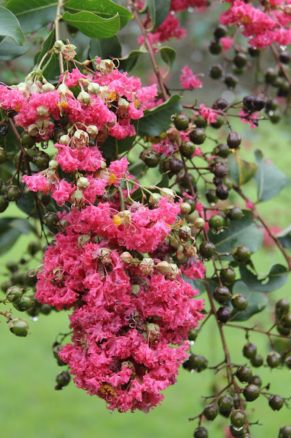 crape myrtle blossoms