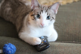 cat holds tv remote, funny cat photos