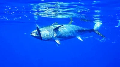 ikan tuna