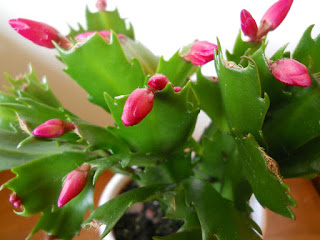 cuidados del cactus de Navidad