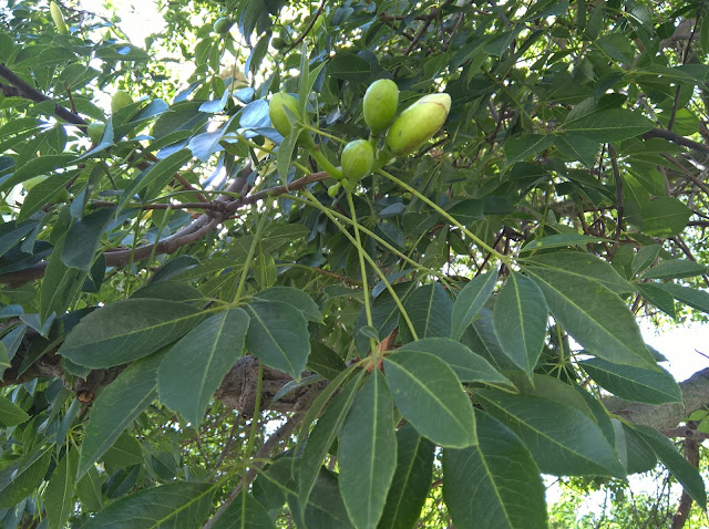 Foglie e Boccioli Chorisia speciosa