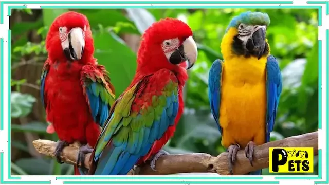 How to choose the best parrot for home breeding?