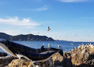 장호항-날아가는-갈매기