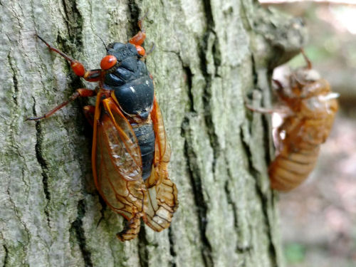 cicada