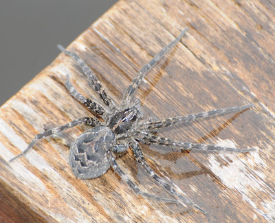 Dock Spider (Dolomedes tenebrosus)