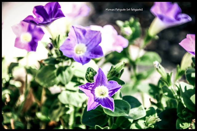 quelques fleurs