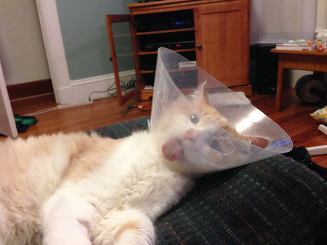 Photos of pets wearing the cone of shame - Sad but so cute - 8